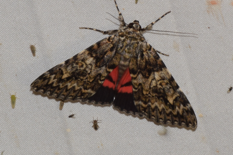 Catocala promissa - kis tölgyfa-övesbagoly