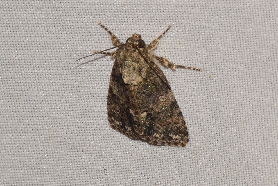 Acronicta rumicis - sóska-szigonyosbagoly