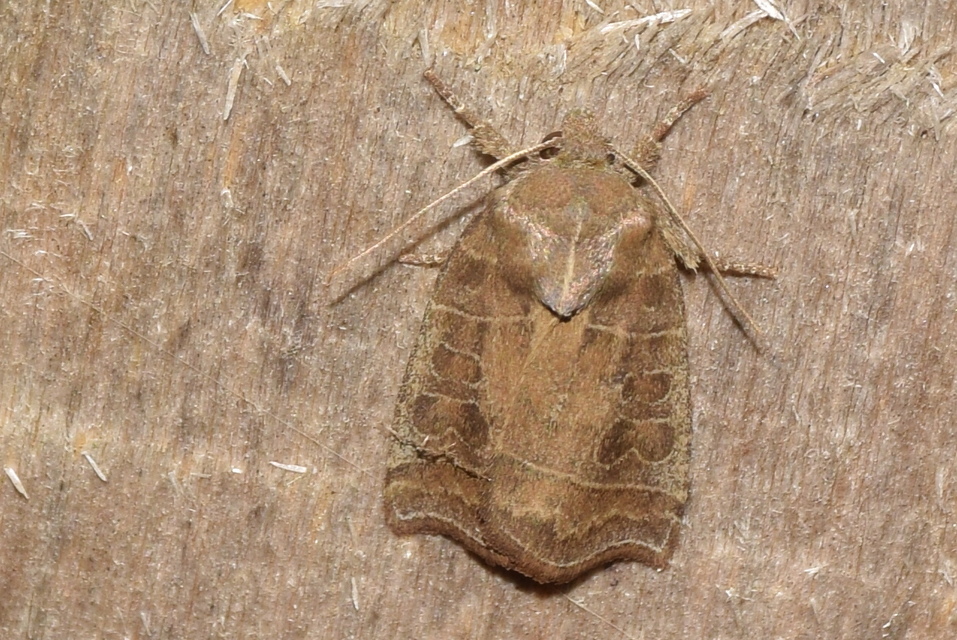 Ipimorpha retusa - sarlós fűzbagoly