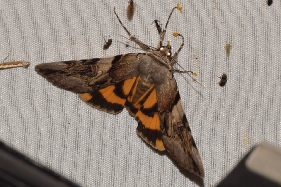 Catocala fulminea - galagonya-övesbagoly