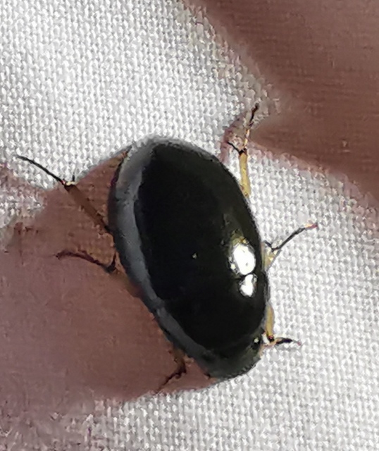 Hydrochara flavipes - sárgalábú csibor