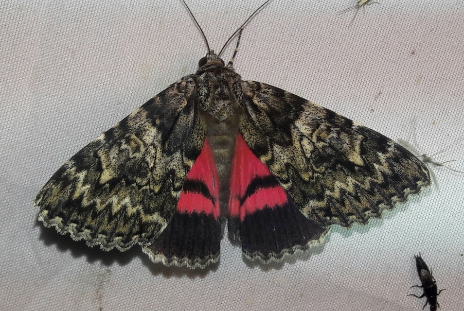 Catocala promissa - kis tölgyfa-övesbagoly