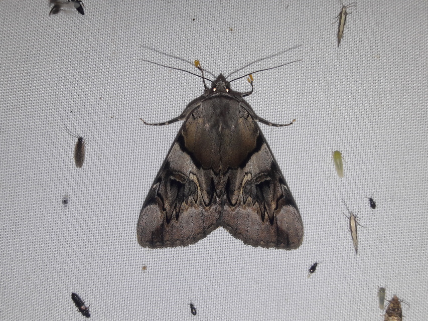 Catocala fulminea - galagonya-övesbagoly