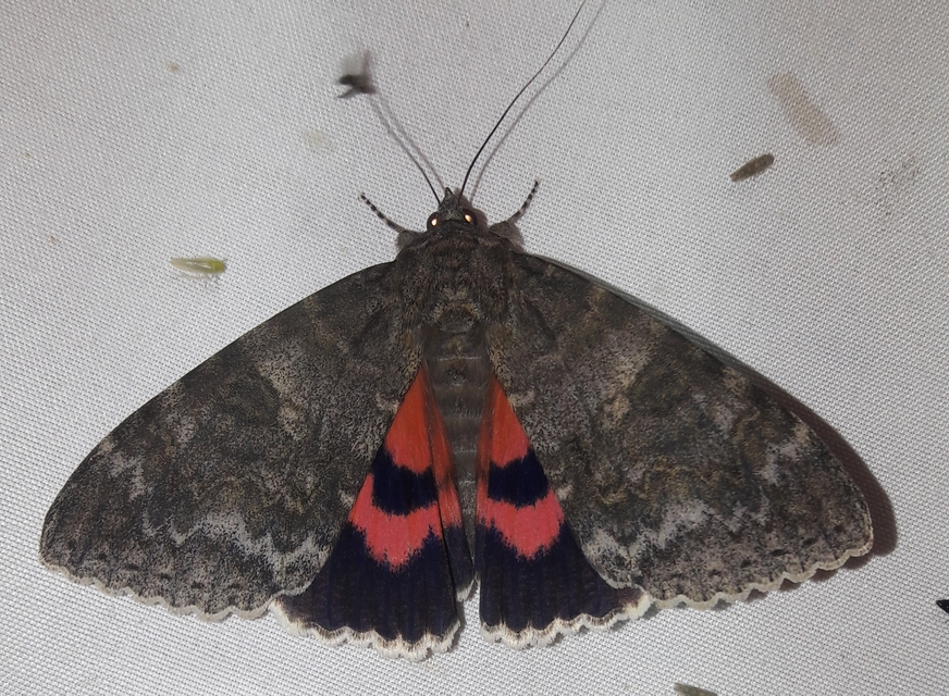 Catocala nupta - piros övesbagoly