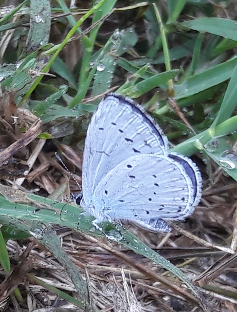 Celastrina argiolus - bengeboglárka