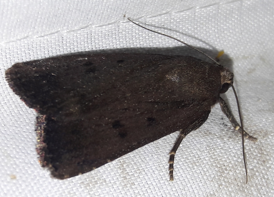 Amphipyra tragopoginis - bakszakállbagoly