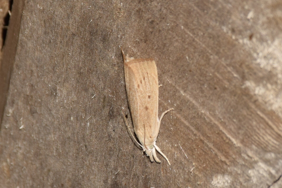 Calamotropha paludella - barna nádlevélmoly
