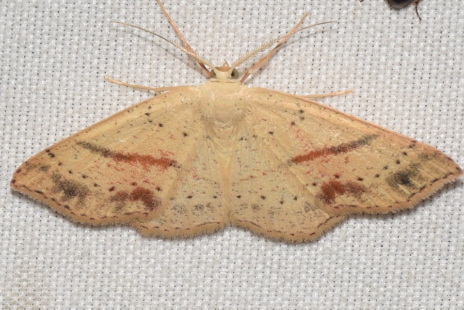 Cyclophora punctaria - sávos pettyesaraszoló