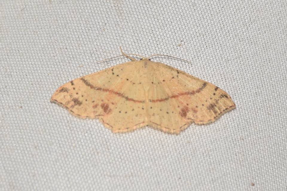 Cyclophora punctaria - sávos pettyesaraszoló