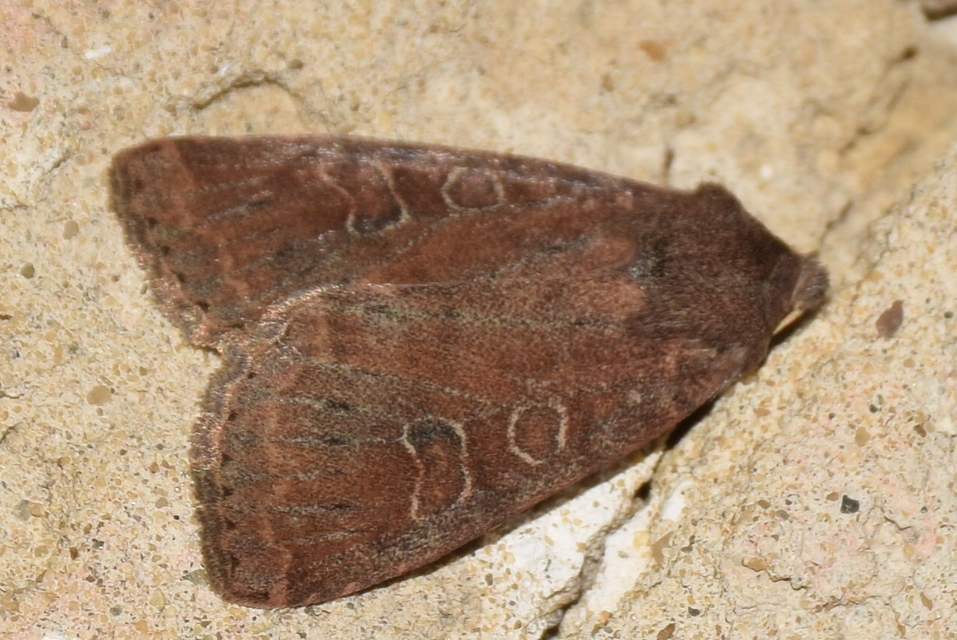 Parastichtis suspecta - sötét erdeibagoly