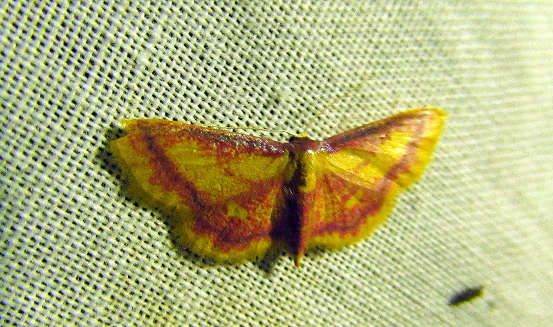 Idaea muricata - mocsári pirosaraszoló