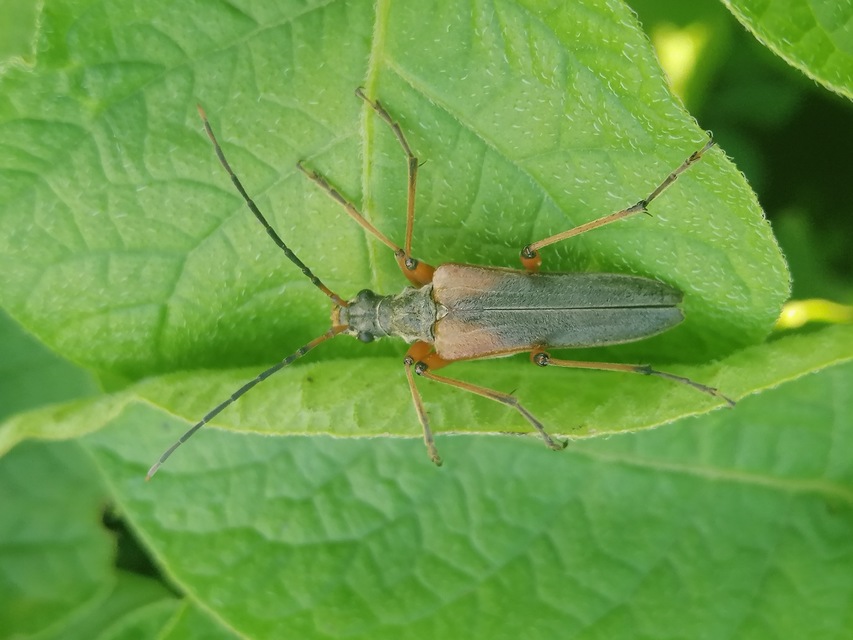 Stenocorus meridianus - fűz-gyökércincér