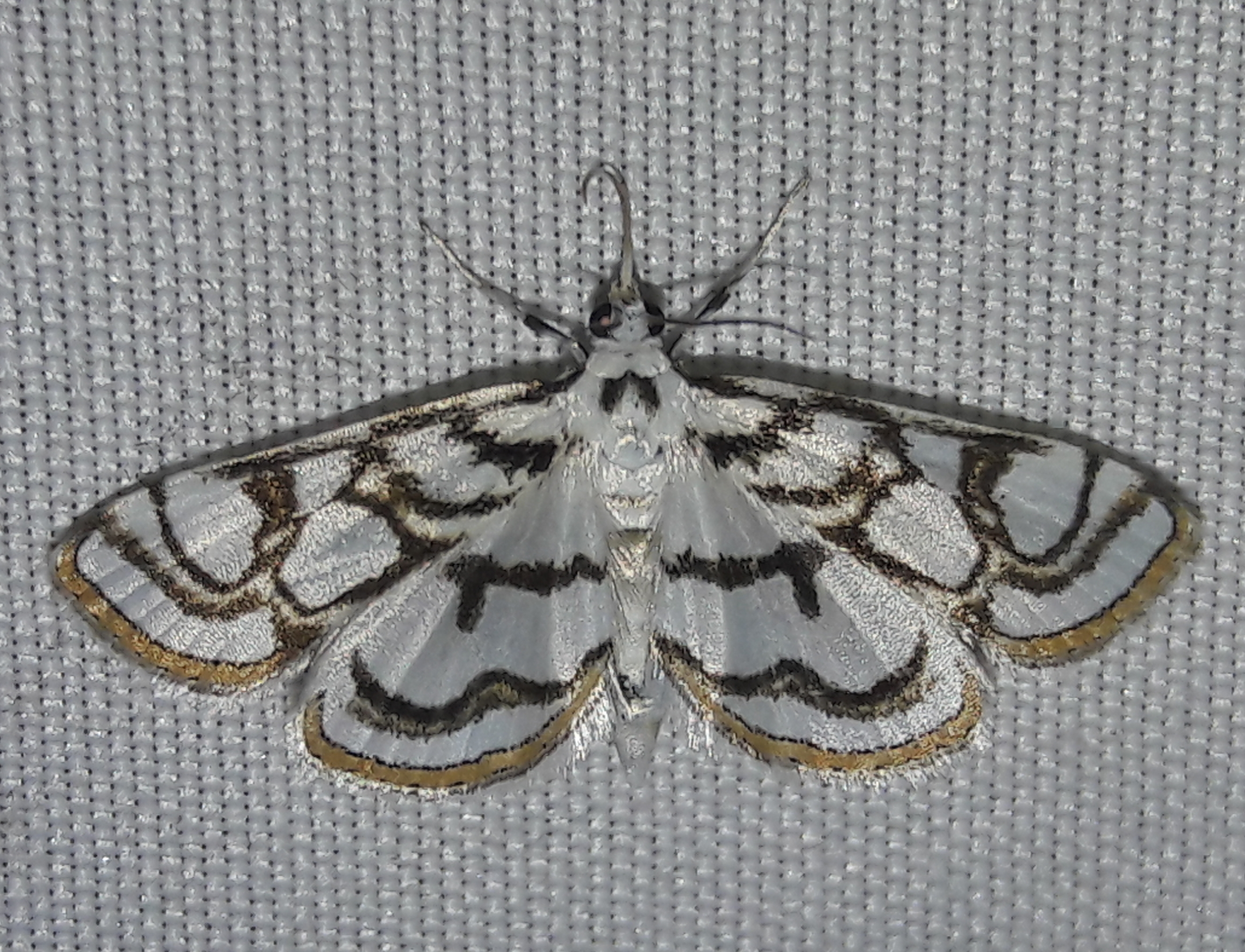 Nymphula nitidulata - díszes vízimoly