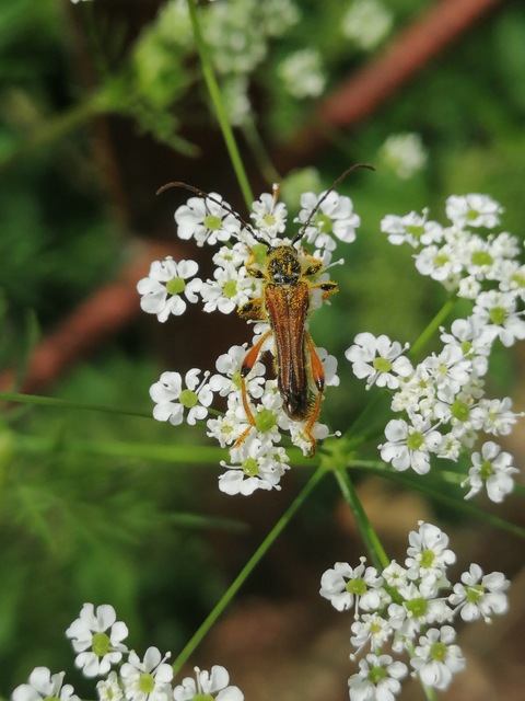 Stenopterus rufus - tarkacsápú keskenyfedőscincér