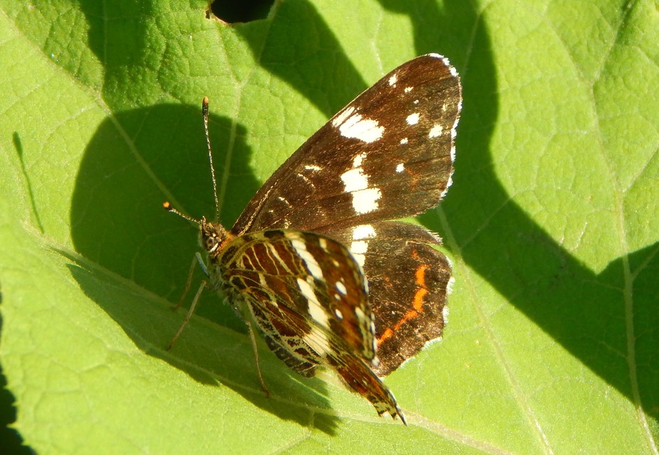 Araschnia levana - pókhálós lepke