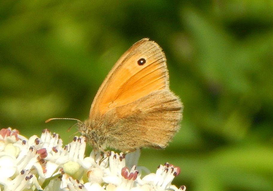 Coenonympha pamphilus - kis szénalepke