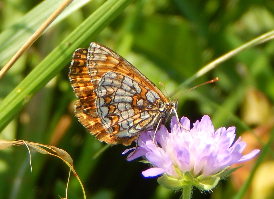 Melitaea athalia - közönséges tarkalepke