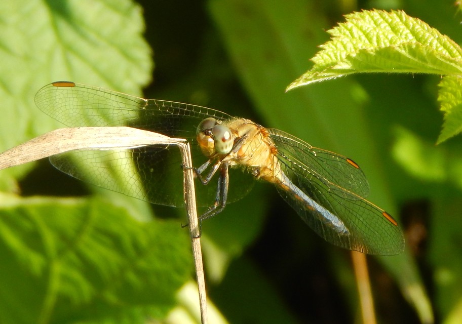 Orthetrum coerulescens - karcsú pásztorszitakötő