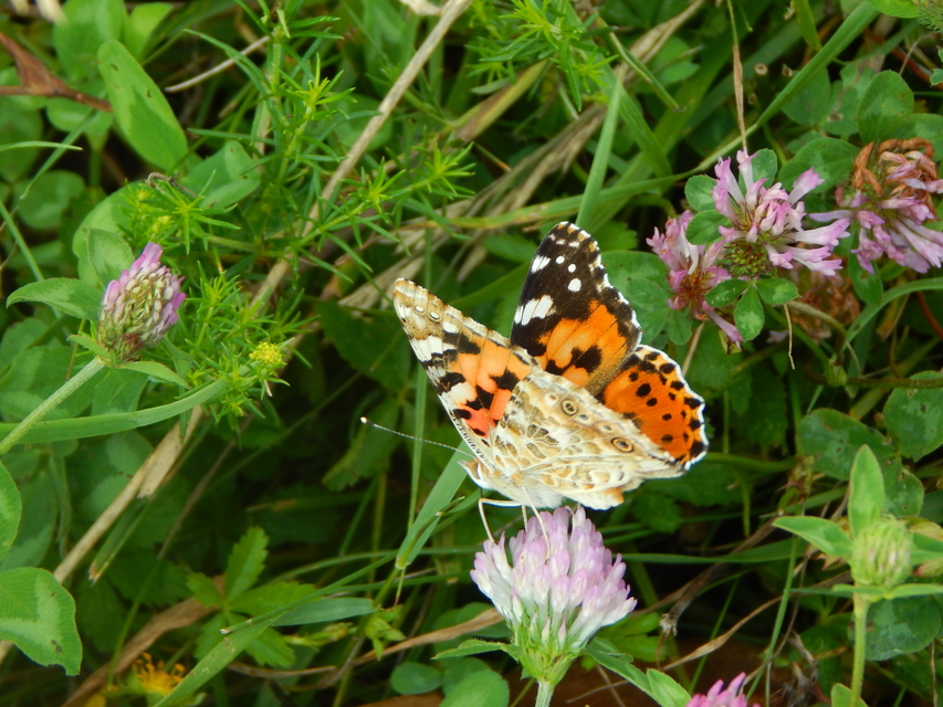 Vanessa cardui - bogáncslepke