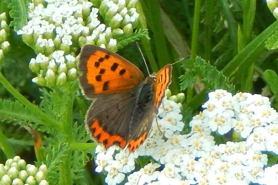 Lycaena phlaeas - közönséges tűzlepke