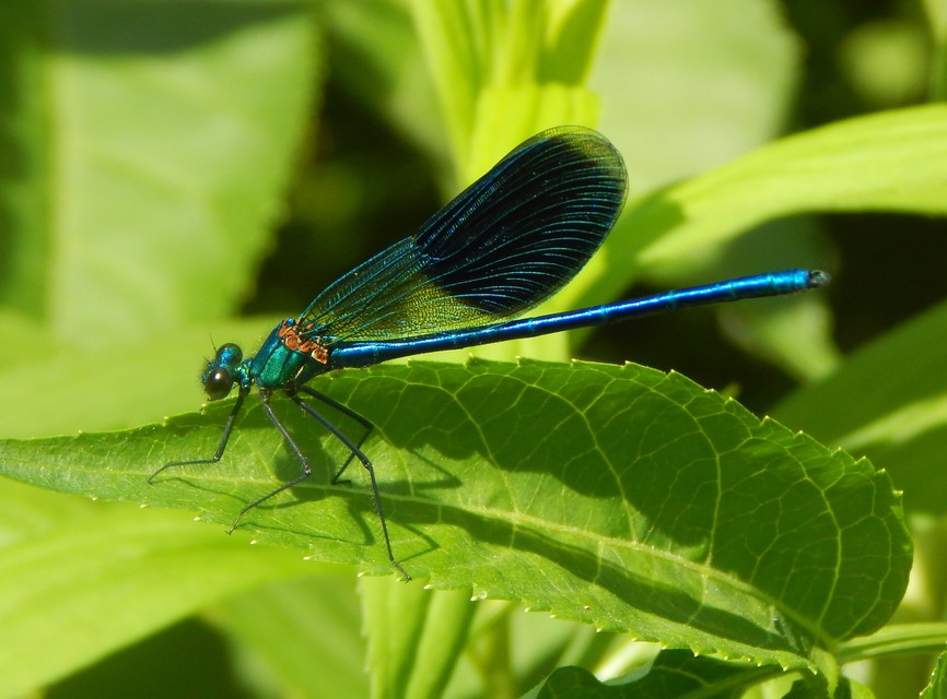 Calopteryx splendens - sávos szitakötő