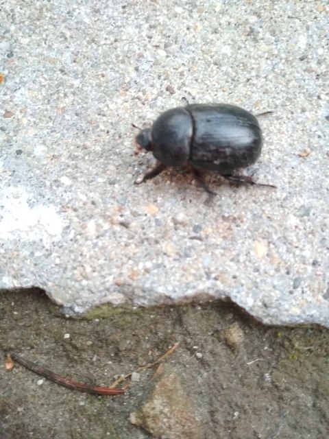 Pentodon idiota - butabogár