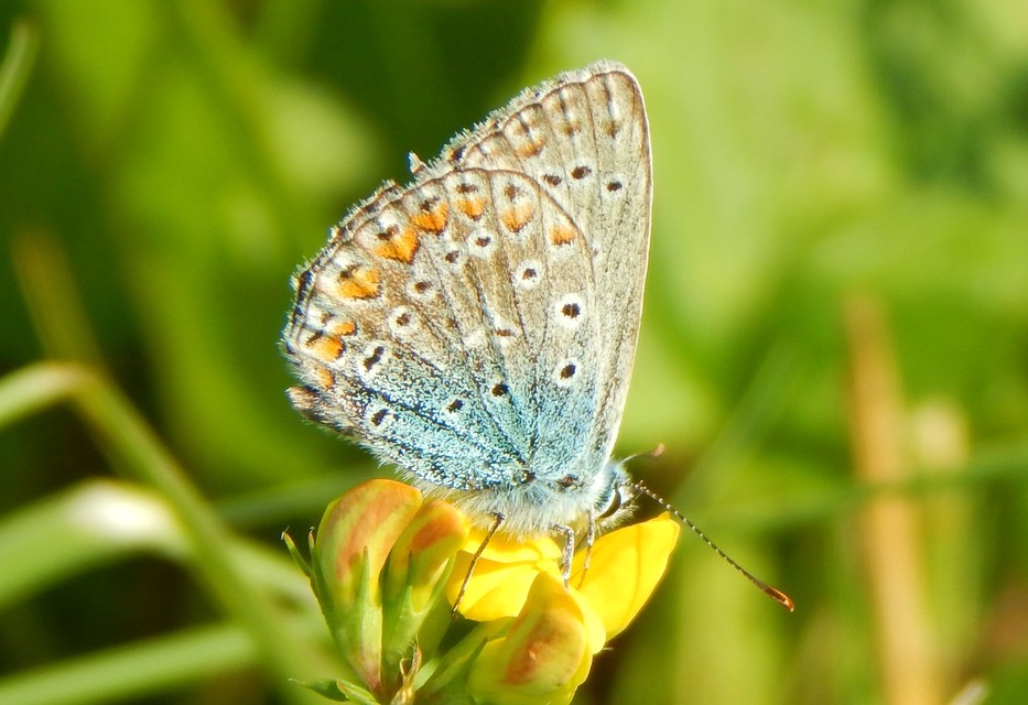 Polyommatus icarus - közönséges boglárka