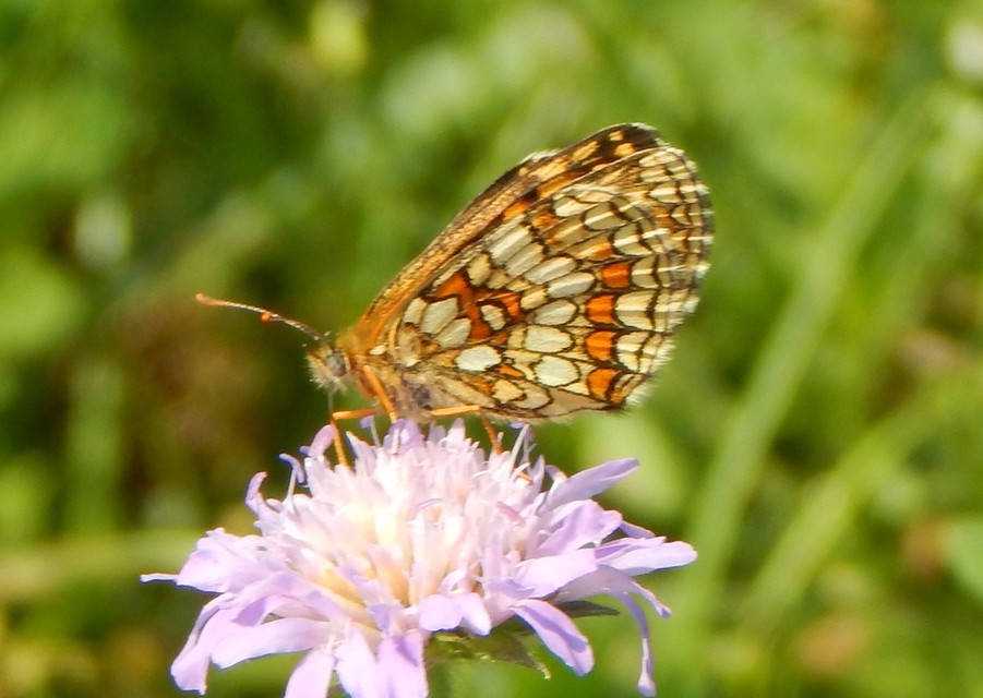 Melitaea athalia - közönséges tarkalepke