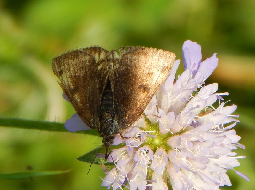 Euclidia glyphica - közönséges nappalibagoly