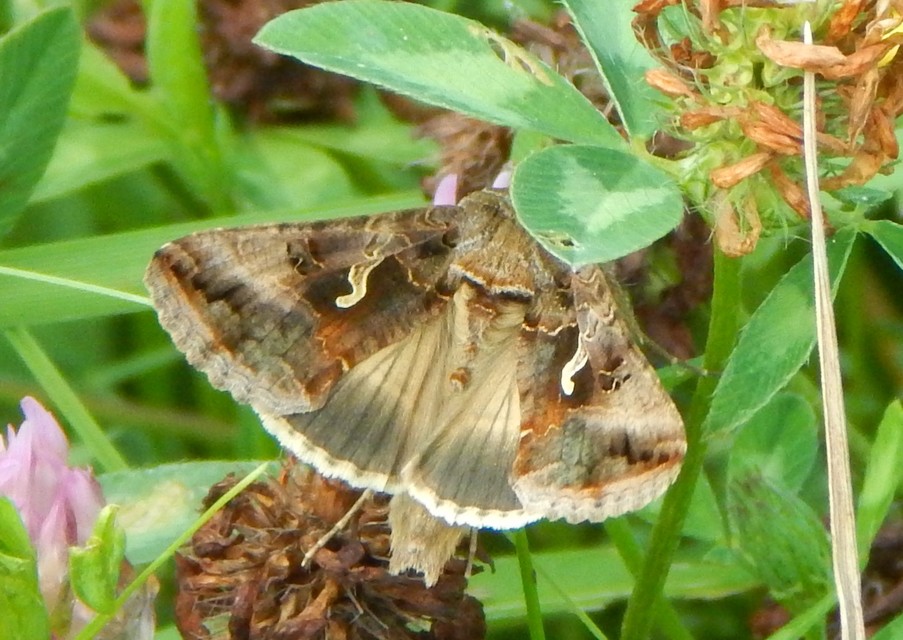 Autographa gamma - gammalepke