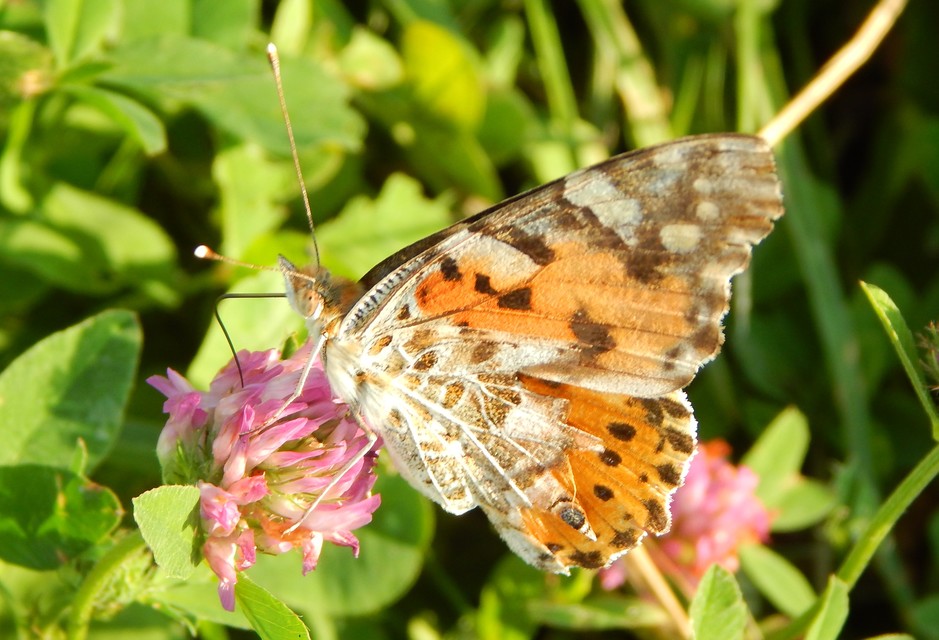 Vanessa cardui - bogáncslepke