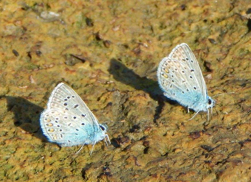 Polyommatus icarus - közönséges boglárka