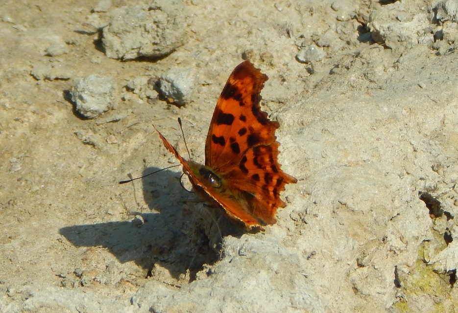 Nymphalis c-album - C-betűs lepke