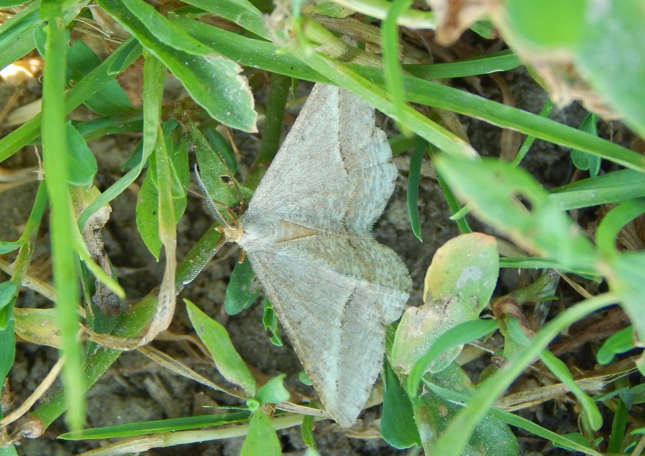 Tephrina arenacearia - lucerna-araszoló