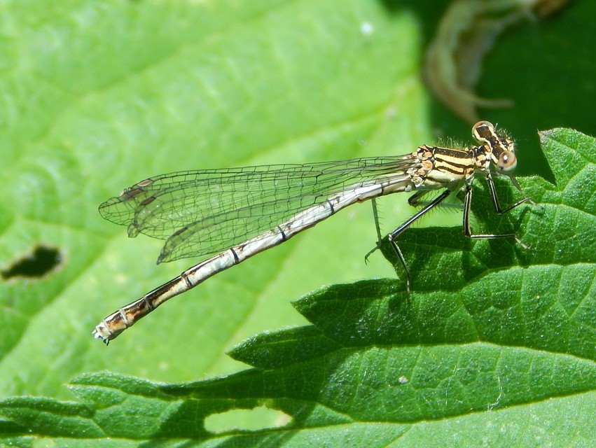 Platycnemis pennipes - széleslábú szitakötő