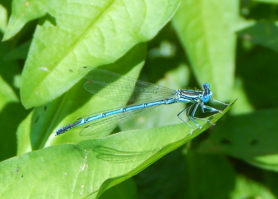 Platycnemis pennipes - széleslábú szitakötő