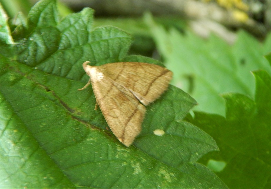 Herminia grisealis - ligeti karcsúbagoly