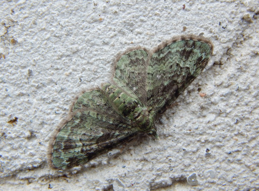 Pasiphila rectangulata - almavirág-araszoló