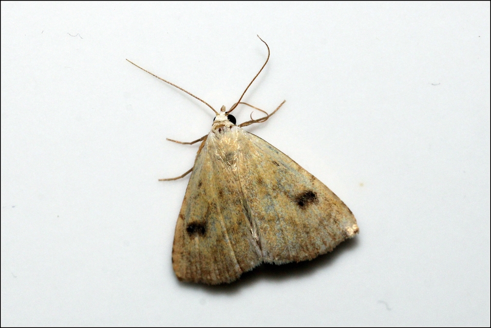 Rivula sericealis - selymes lórombagoly
