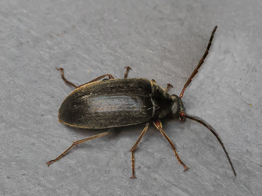 Hymenalia rufipes - rőtlábú alkonybogár