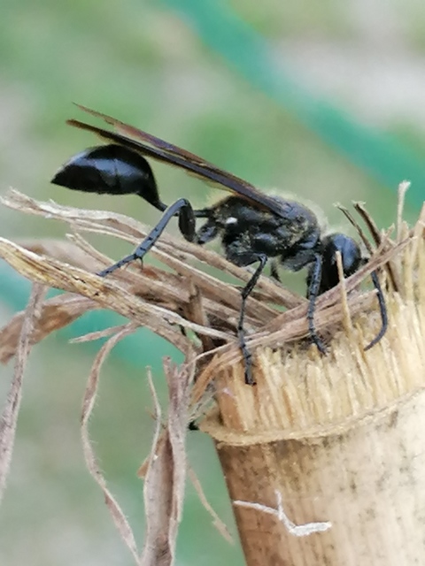 Isodontia mexicana - mexikói fűdarázs