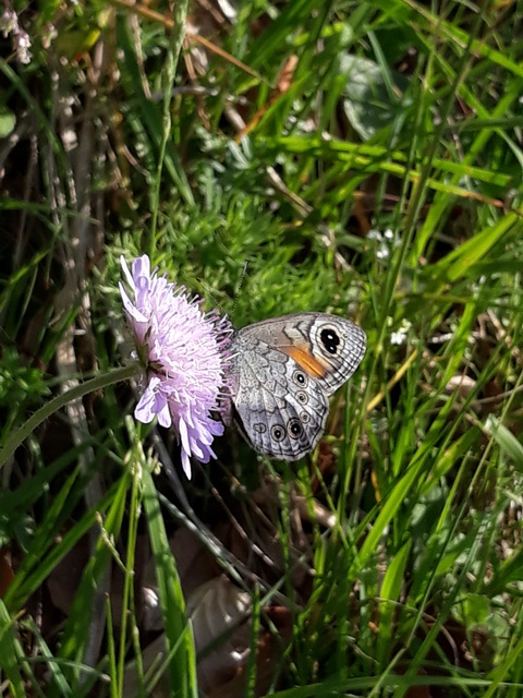Lasiommata petropolitana - északi szemeslepke