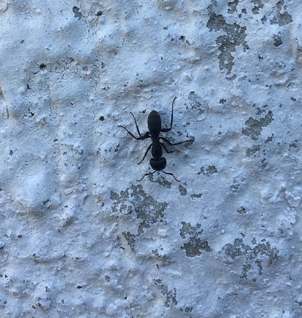 Camponotus vagus - fekete lóhangya
