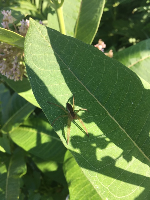 Dolomedes plantarius/fimbriatus