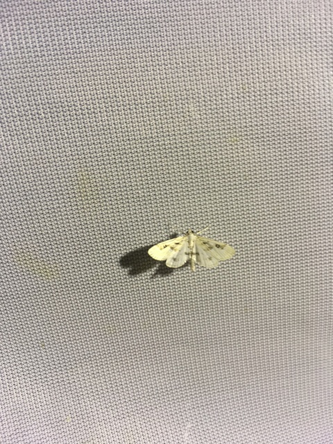 Parapoynx stratiotata - közönséges vízimoly