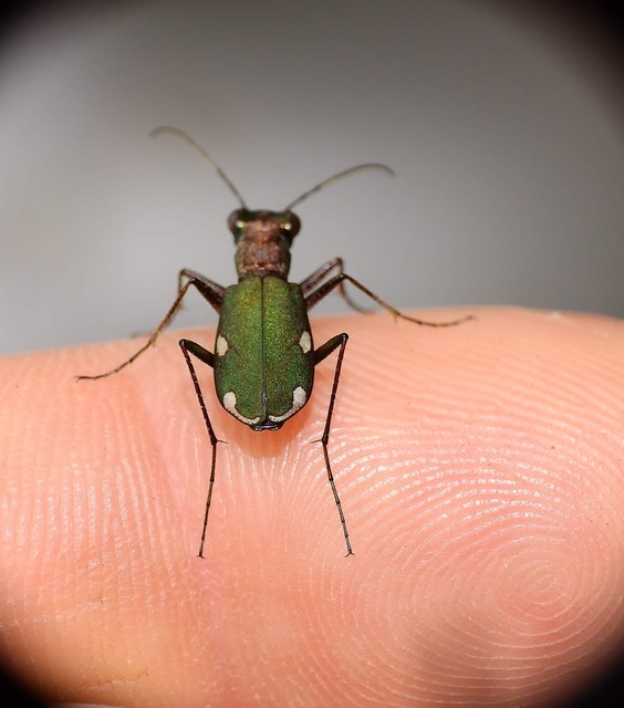 Cylindera germanica - parlagi homokfutrinka