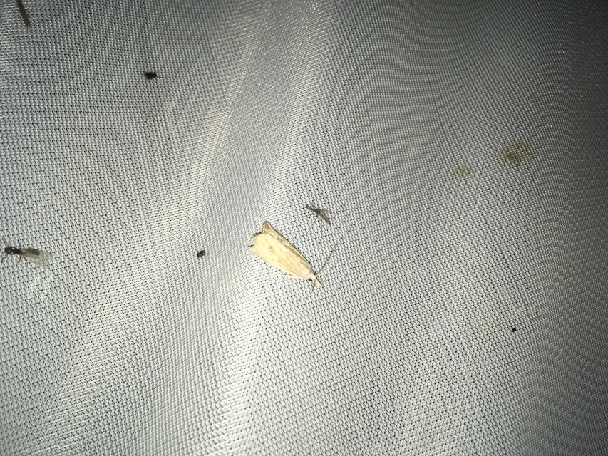 Calamotropha paludella - barna nádlevélmoly