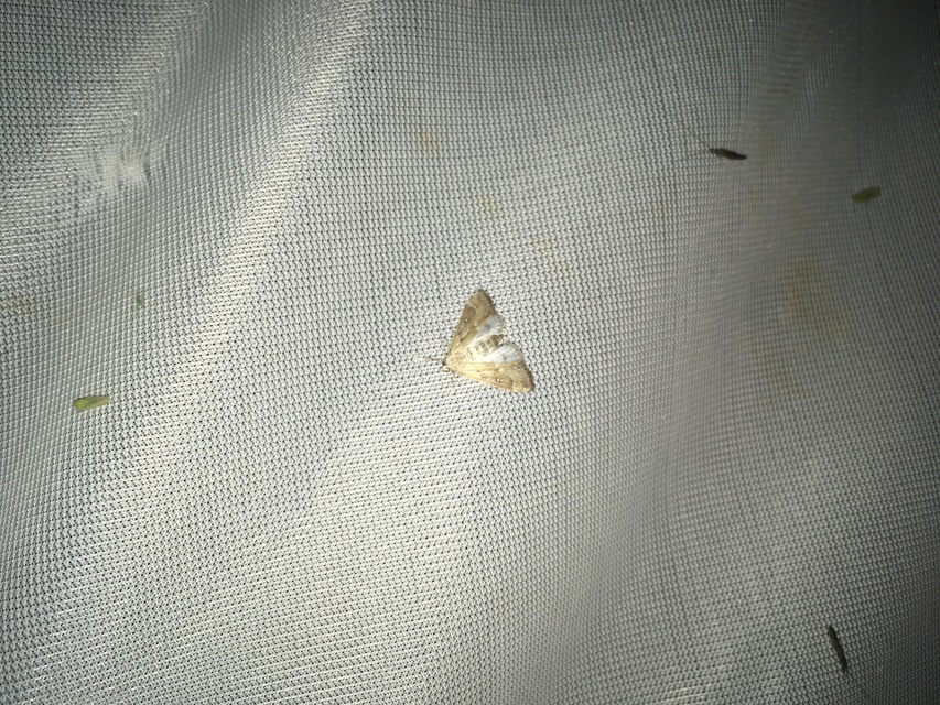 Parapoynx stratiotata - közönséges vízimoly