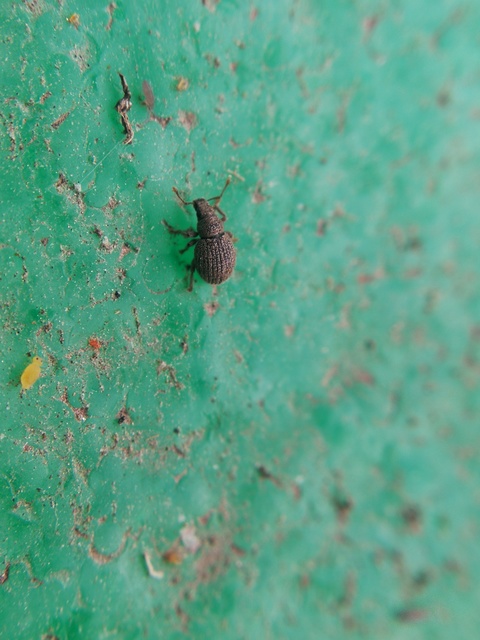 Brachysomus fremuthi - pannon gyepormányos Brachysomus fremuthi - pannon gyepormányos