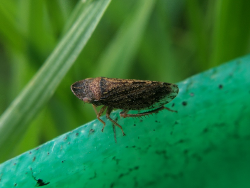 Aphrodes